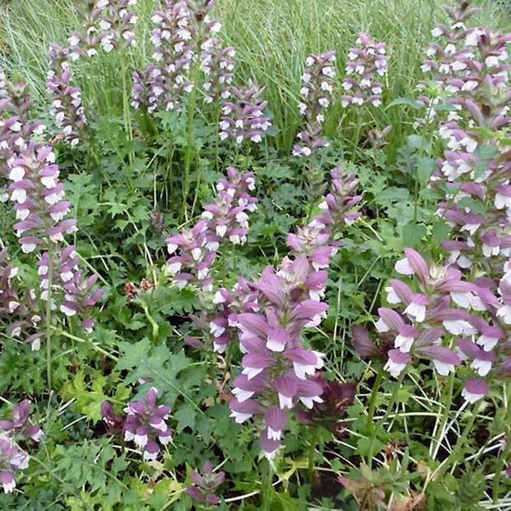 Acanthus Morning Candle - Akanthus