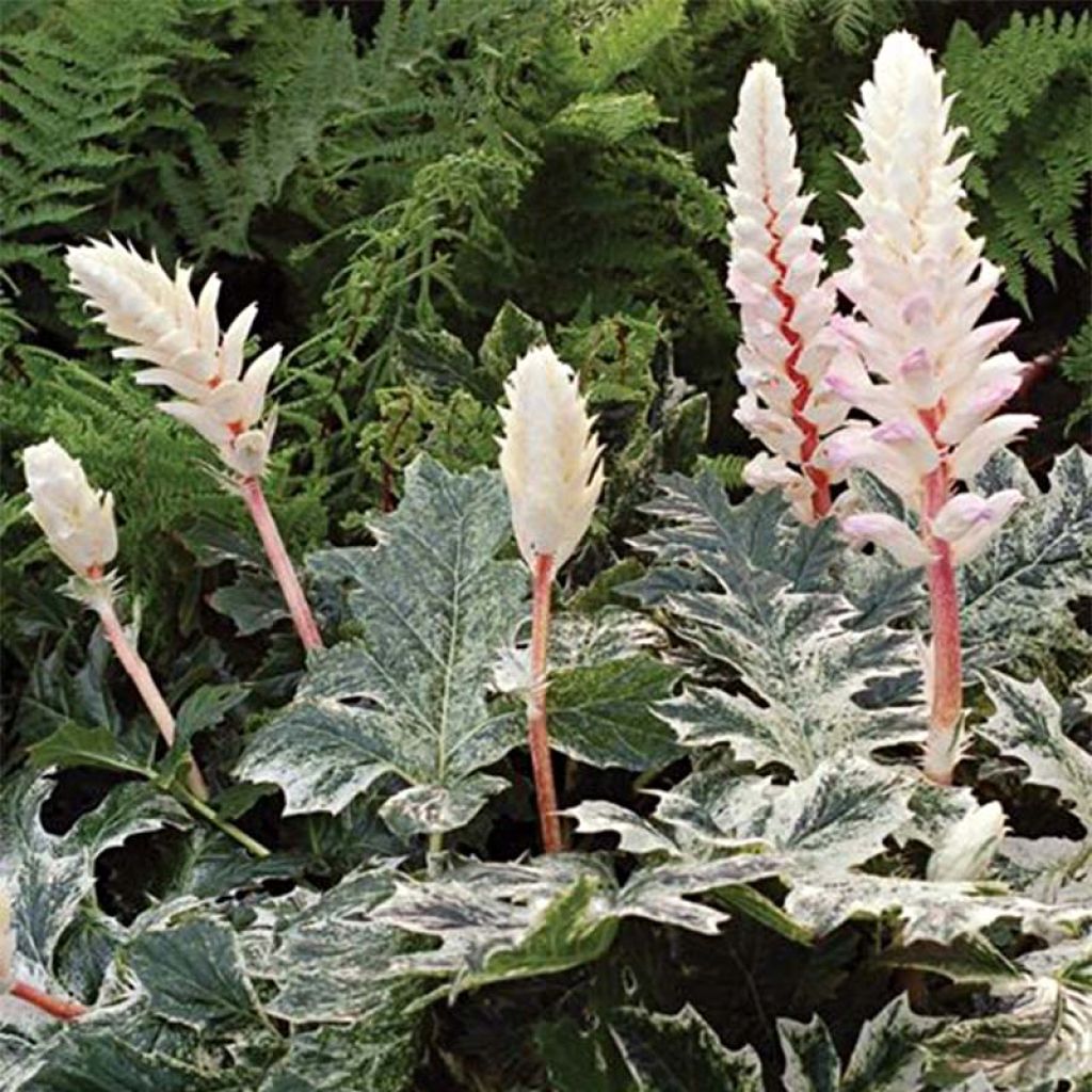 Acanthus mollis Whitewater - Weicher Akanthus