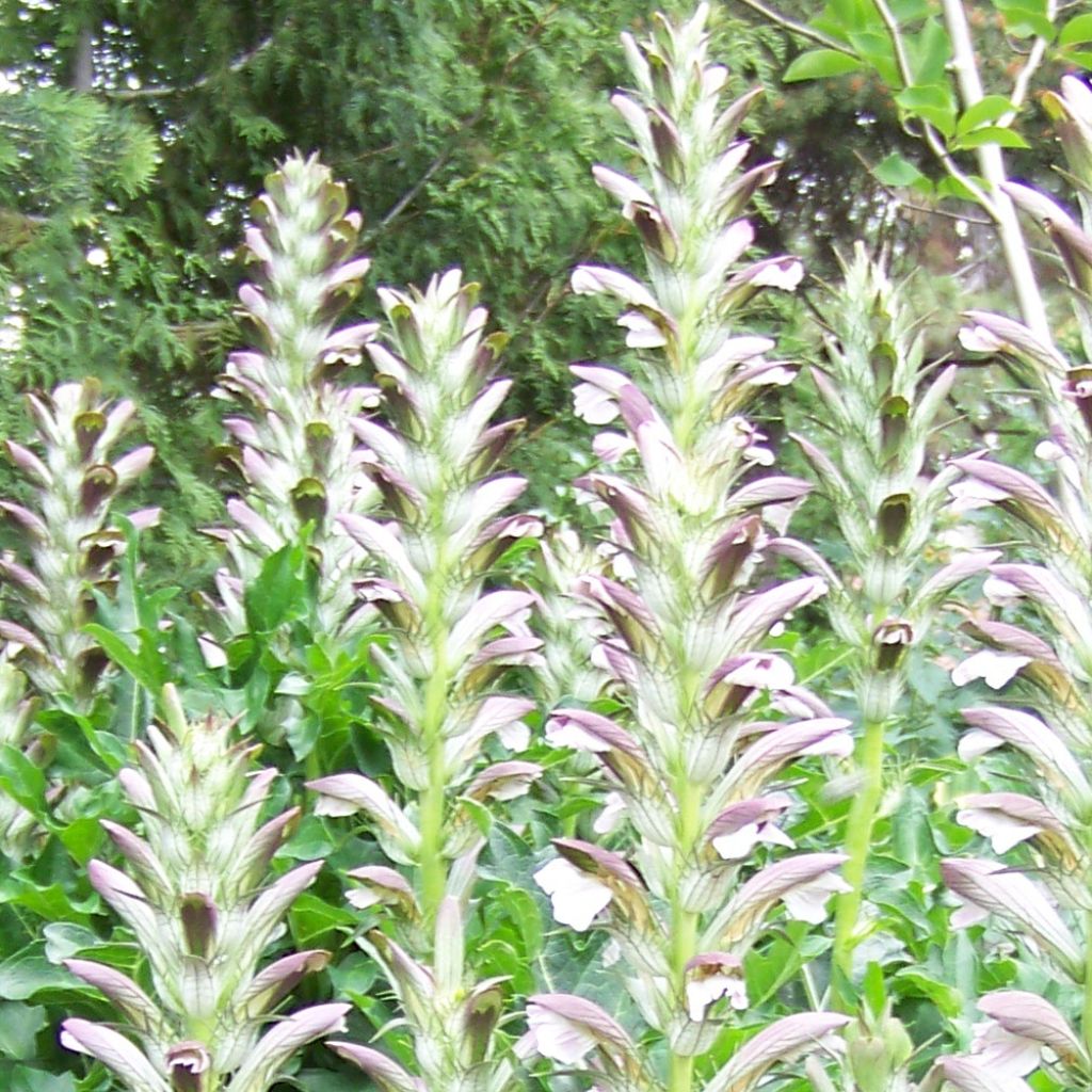 Acanthus hungaricus - Balkan-Bärentatze