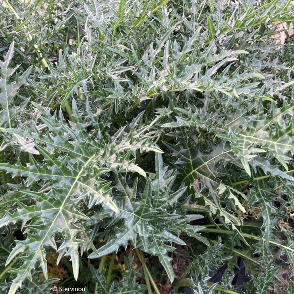 Acanthus hirsutus subsp. syriacus - Syrischer Bärenklau