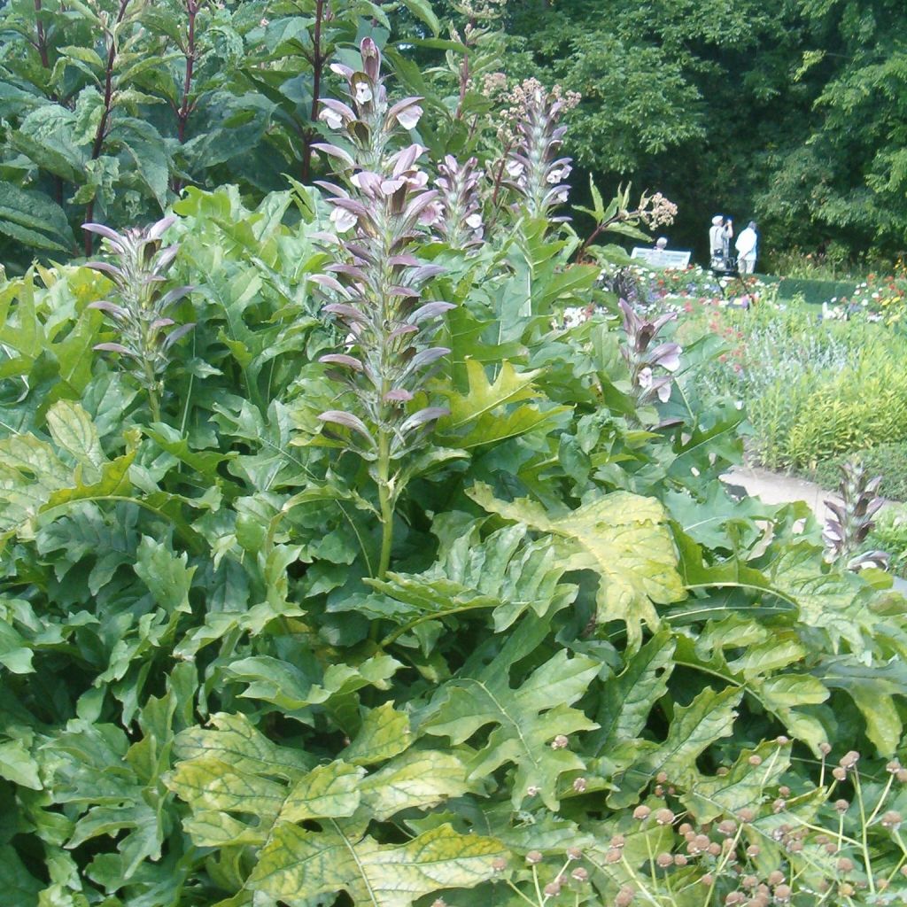 Acanthus hungaricus - Balkan-Bärentatze