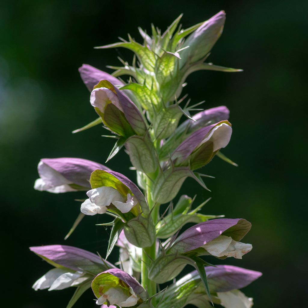 Acanthus hungaricus - Balkan-Bärentatze