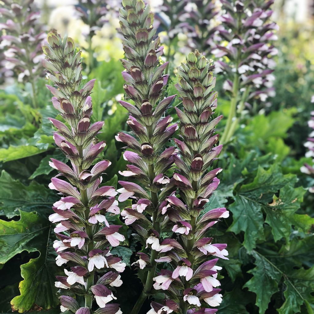 Acanthus hungaricus - Balkan-Bärentatze