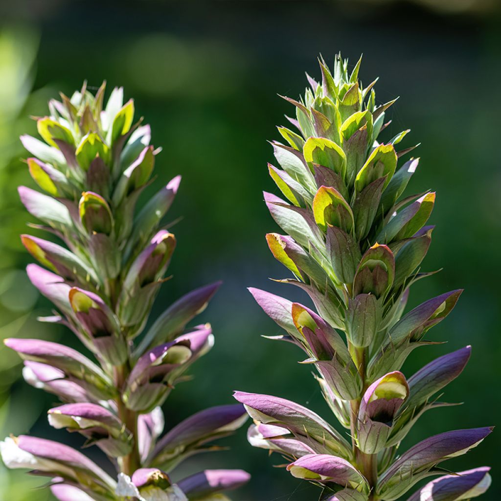 Acanthus hungaricus - Balkan-Bärentatze