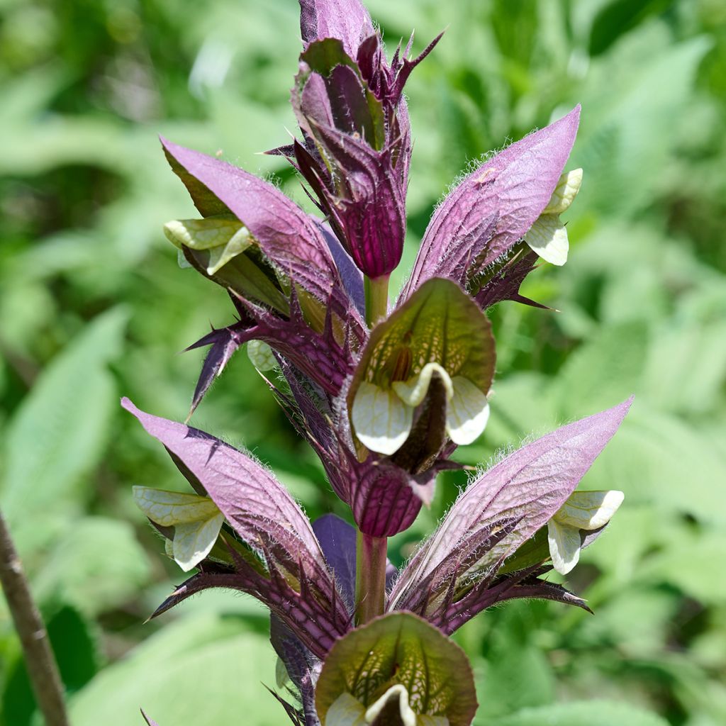 Acanthus hungaricus - Balkan-Bärentatze