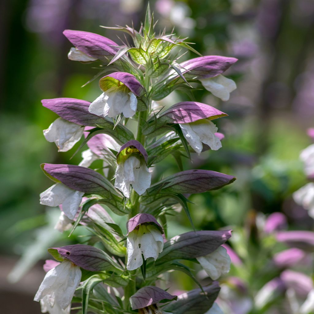 Acanthus hungaricus - Balkan-Bärentatze