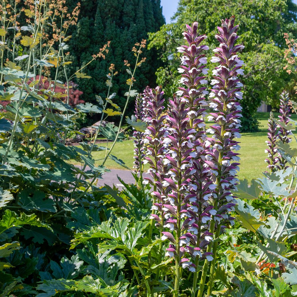 Acanthus hungaricus - Balkan-Bärentatze