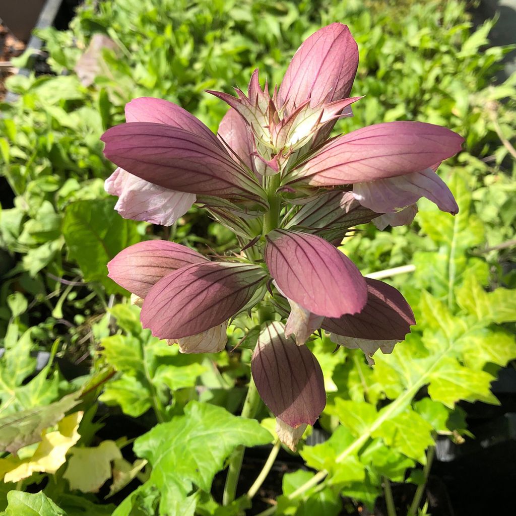 Acanthus hungaricus - Acanthe de hongrie