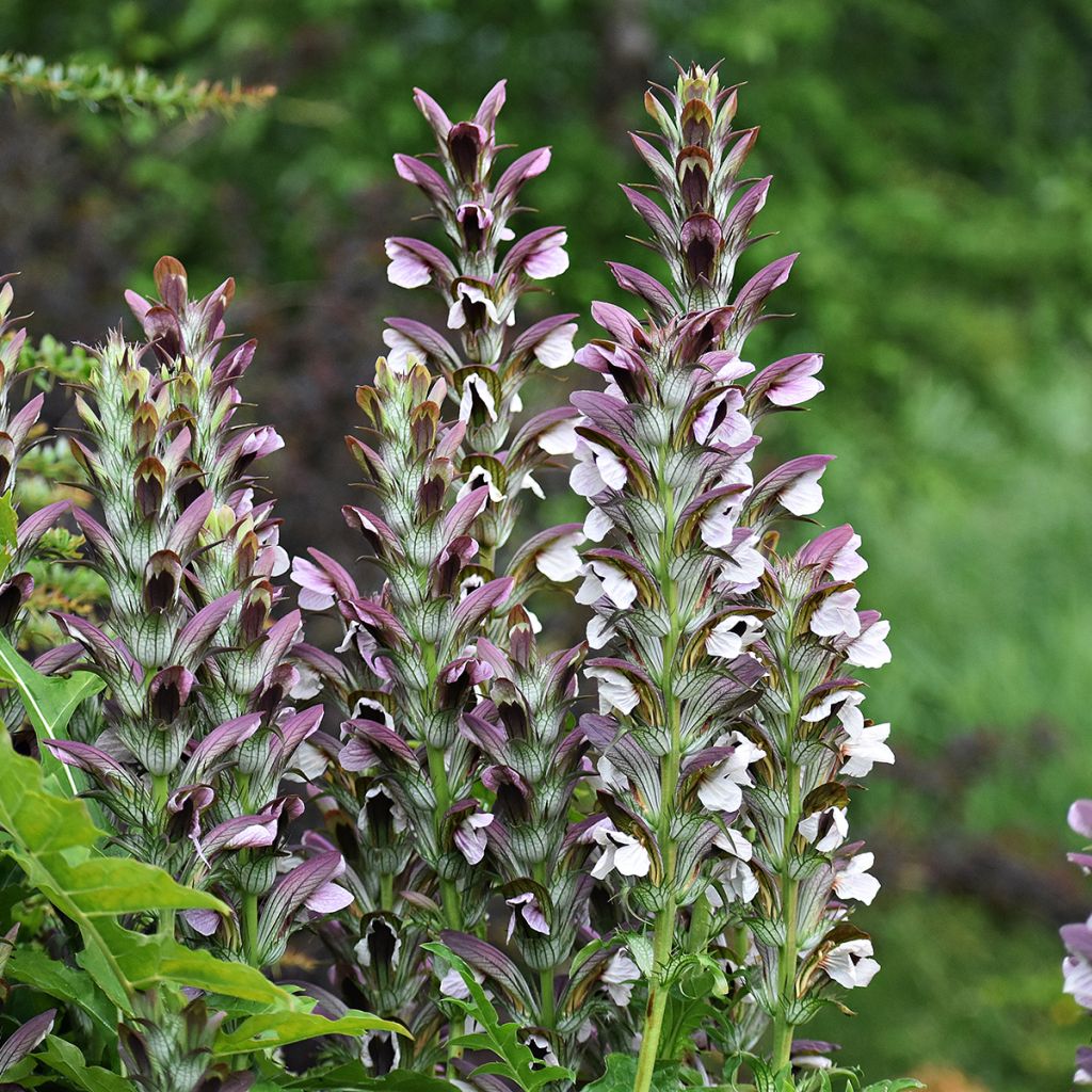 Acanthus mollis - Weicher Akanthus