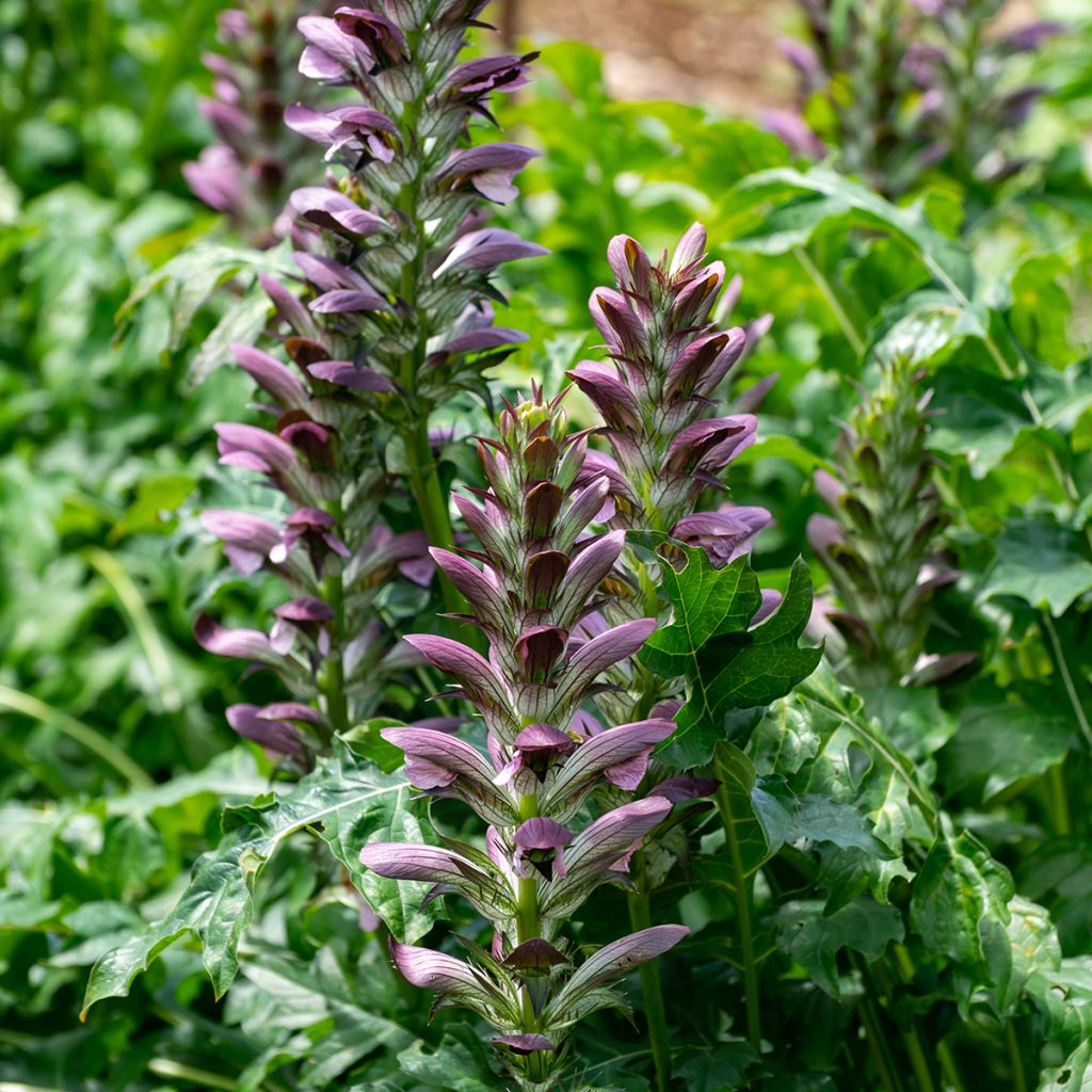 Acanthus mollis - Weicher Akanthus