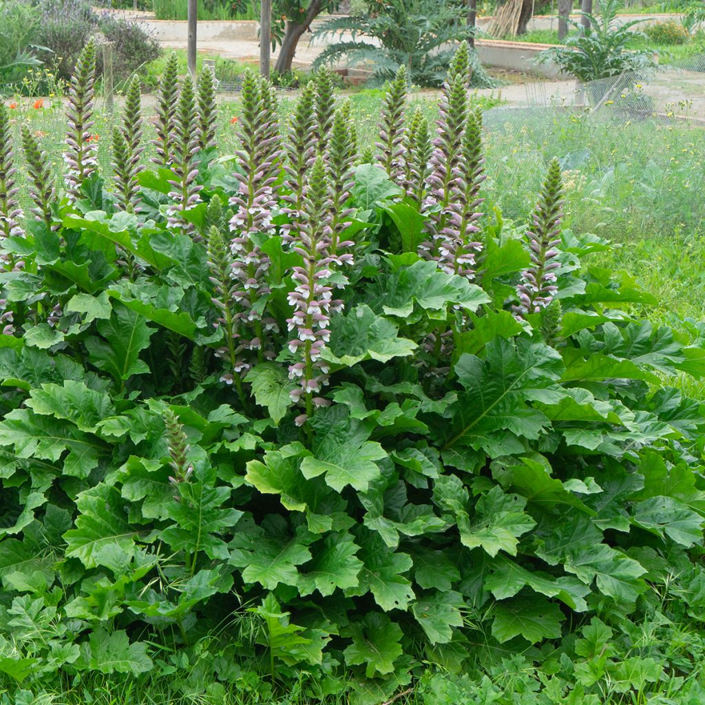 Acanthus mollis - Weicher Akanthus