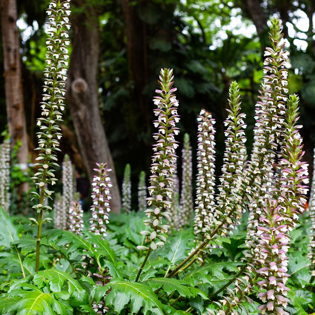 Acanthus mollis - Weicher Akanthus