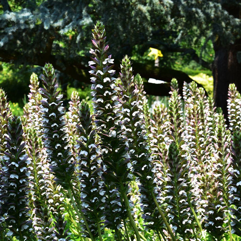 Acanthus mollis - Weicher Akanthus