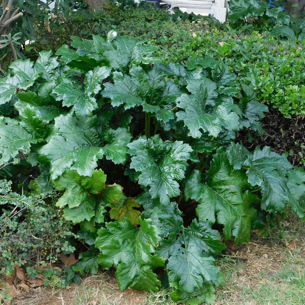 Acanthus mollis - Weicher Akanthus