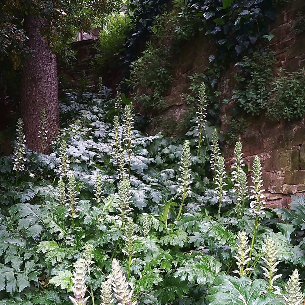 Acanthus mollis - Weicher Akanthus