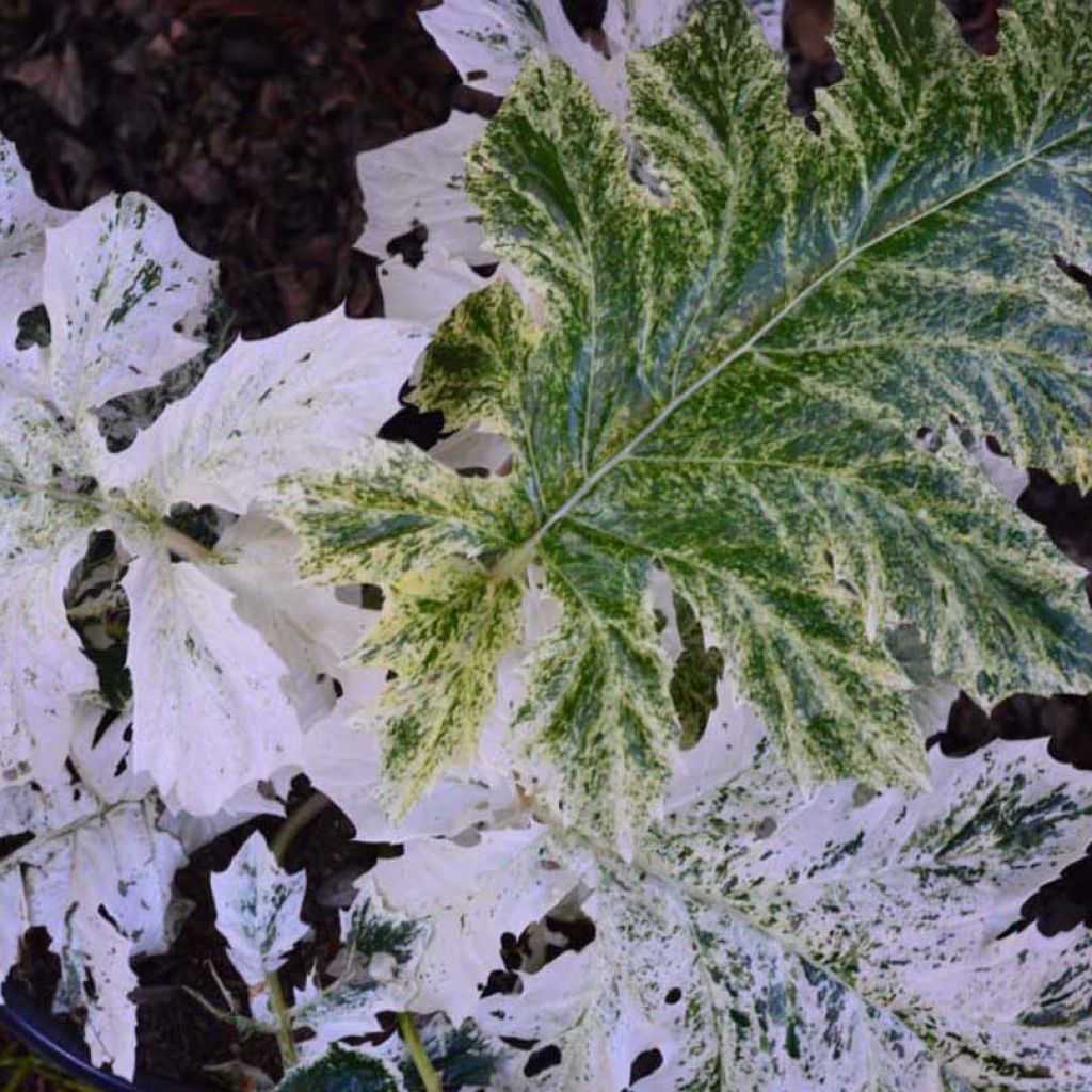 Acanthus mollis Tasmanian Angel - Weicher Akanthus