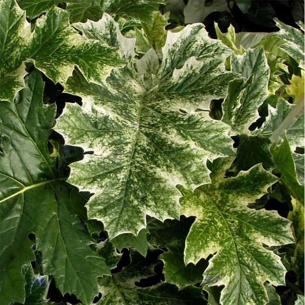 Acanthus mollis Tasmanian Angel - Acanthe panachée