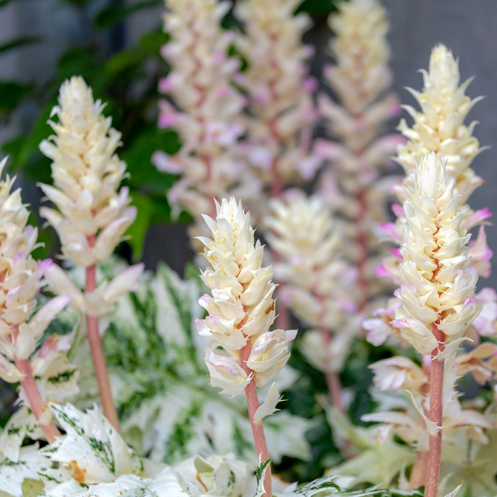 Acanthus mollis Tasmanian Angel - Weicher Akanthus