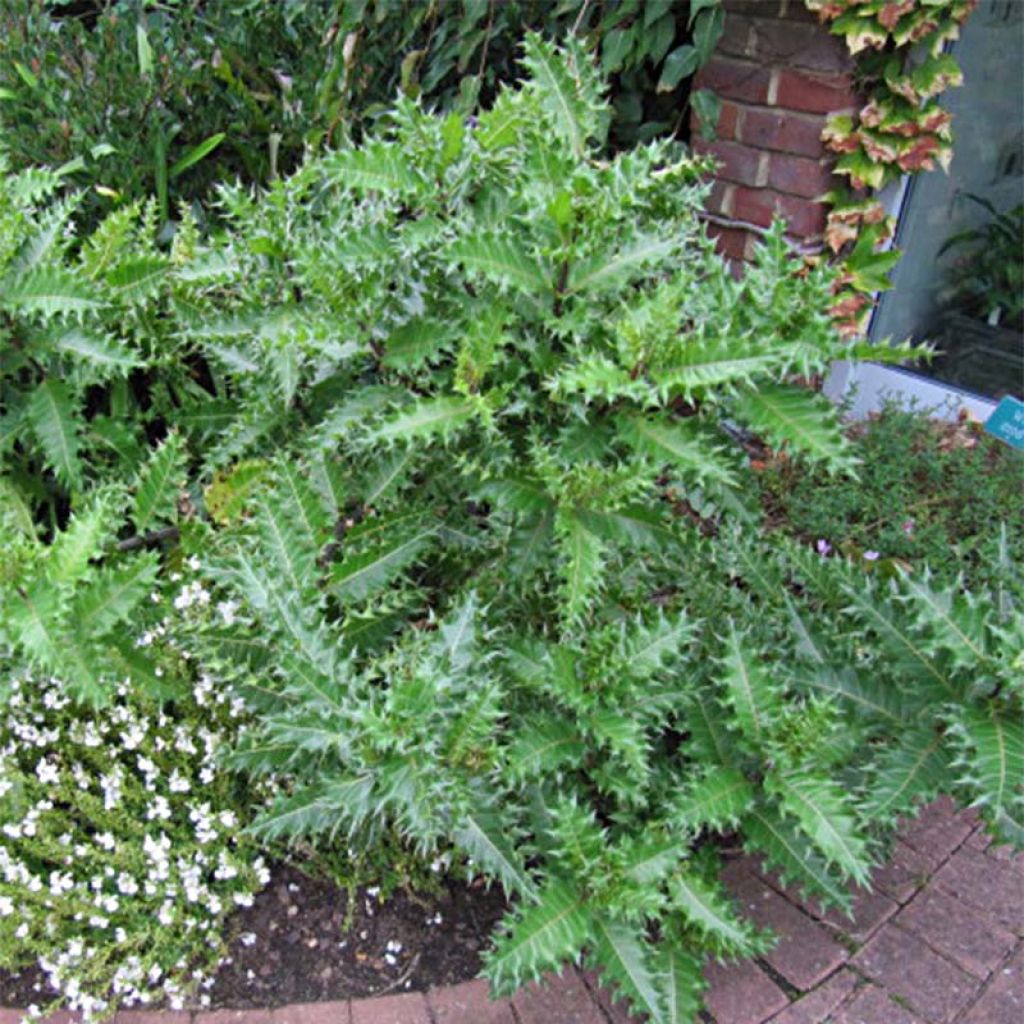 Acanthus sennii - Acanthe