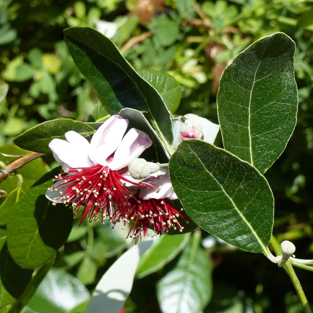 Brasilianische Guave Coolidge - Feijoa sellowiana