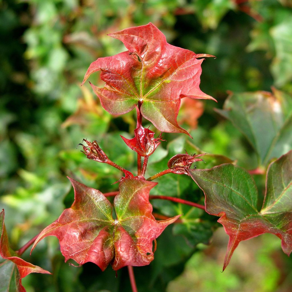 Erable plane - Acer AMPLE SURPRISE