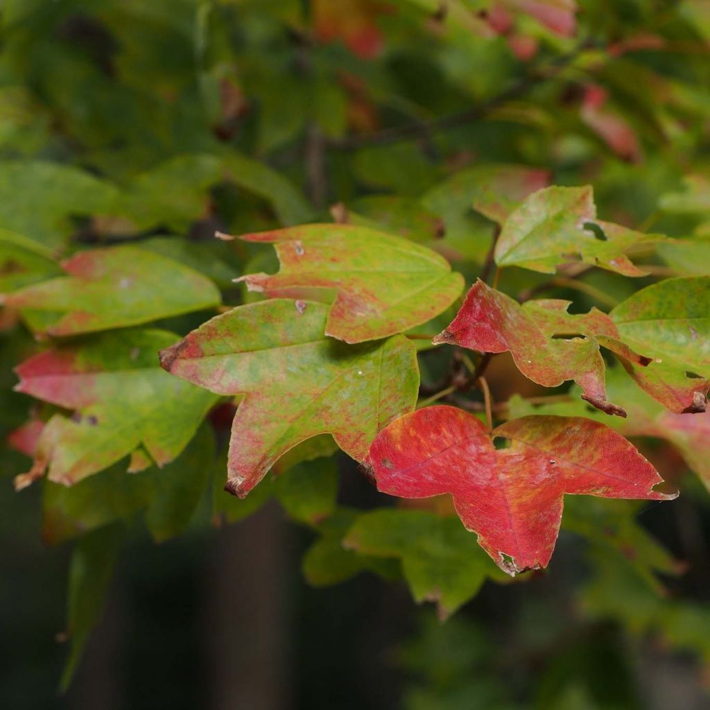 Dreispitz-Ahorn - Acer buergerianum