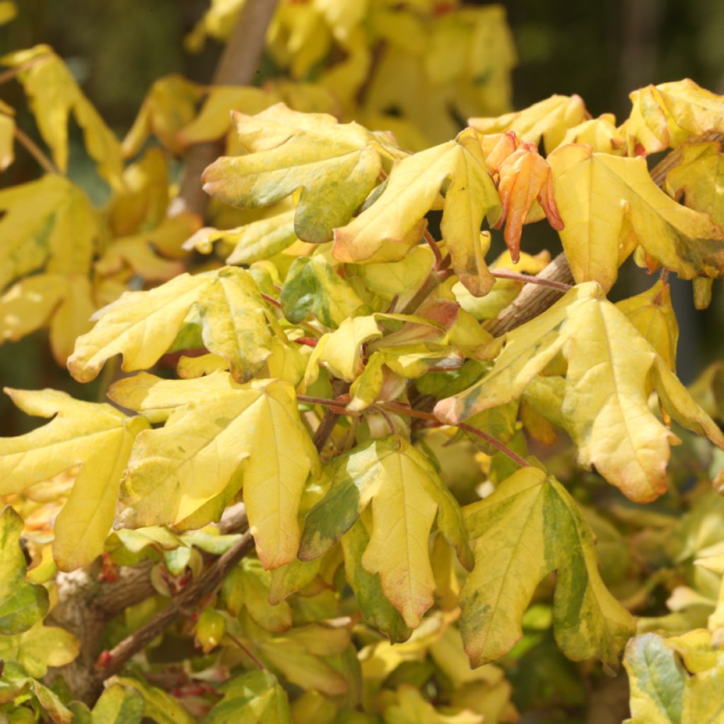 Feld-Ahorn Magic Spring - Acer campestre - Field Maple, Common Maple