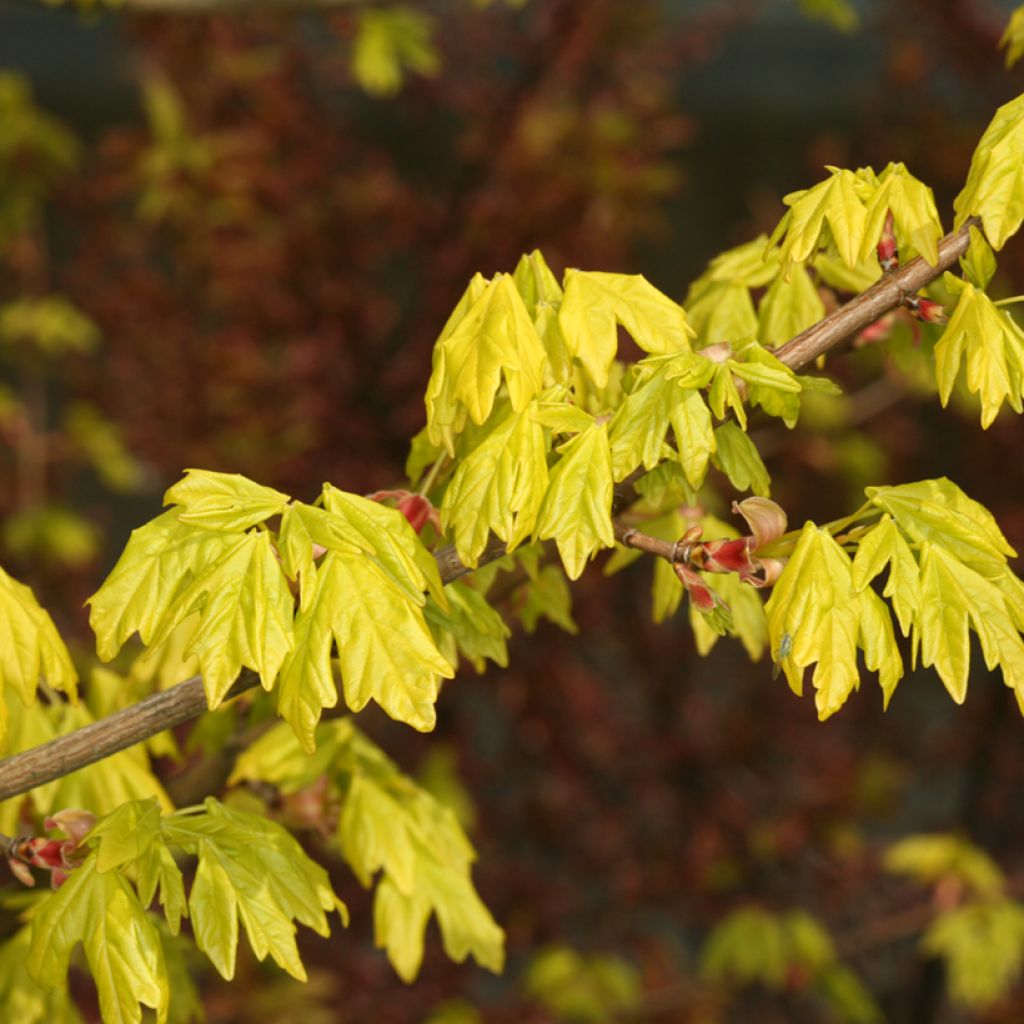 Feld-Ahorn Postelense - Acer campestre