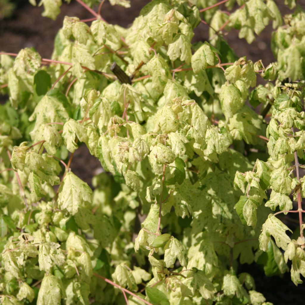 Feld-Ahorn - Acer campestre Pulverulentum