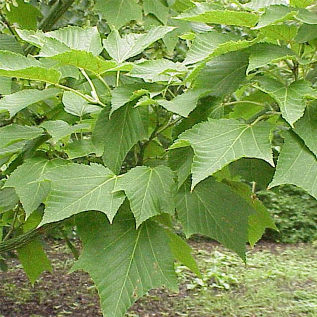 Roter Schlangenhaut-Ahorn - Acer capillipes