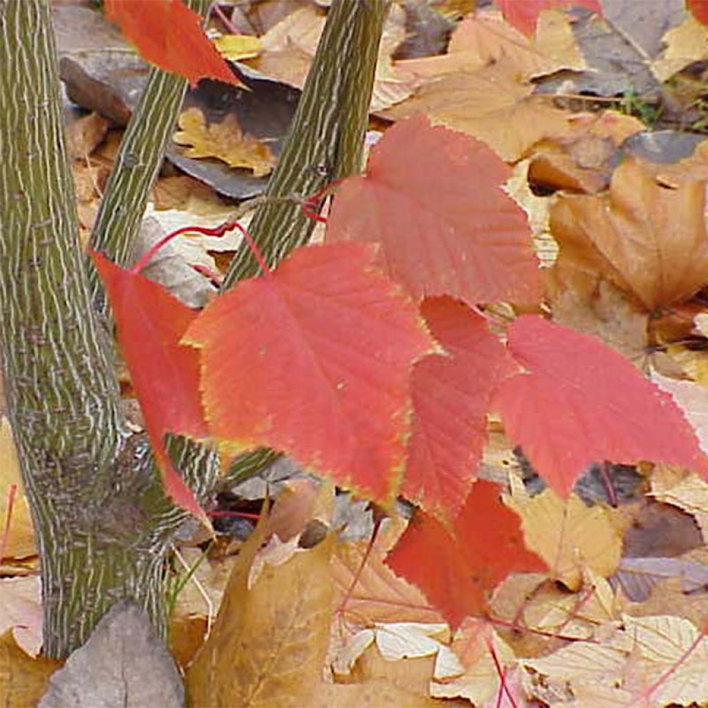 Erable à peau de serpent - Acer capillipes