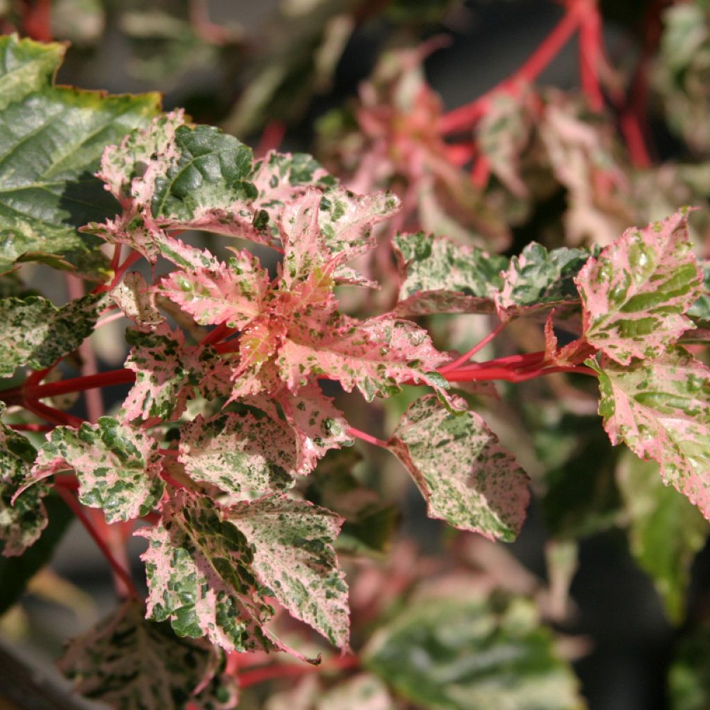 Acer x conspicuum Silver Cardinal - Erable hybride