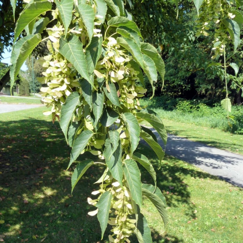 Schlangenhautahorn Serpentine - Acer davidii