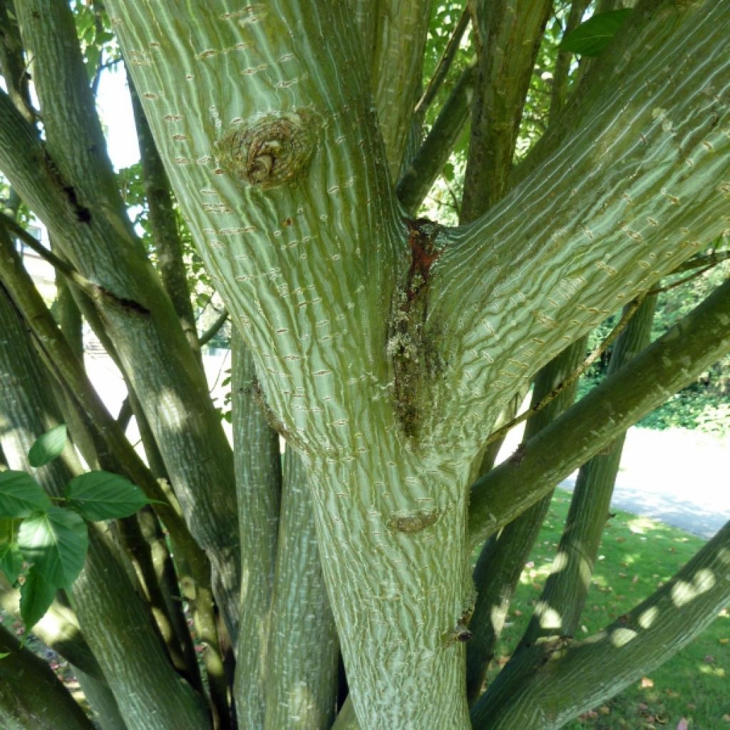 Érable de David - Acer davidii Serpentine