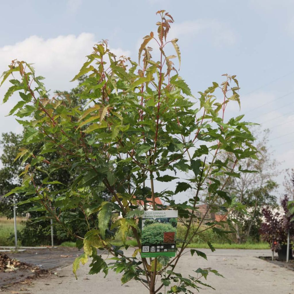 Feuer-Ahorn Moonrise - Acer tataricum subsp. ginnala