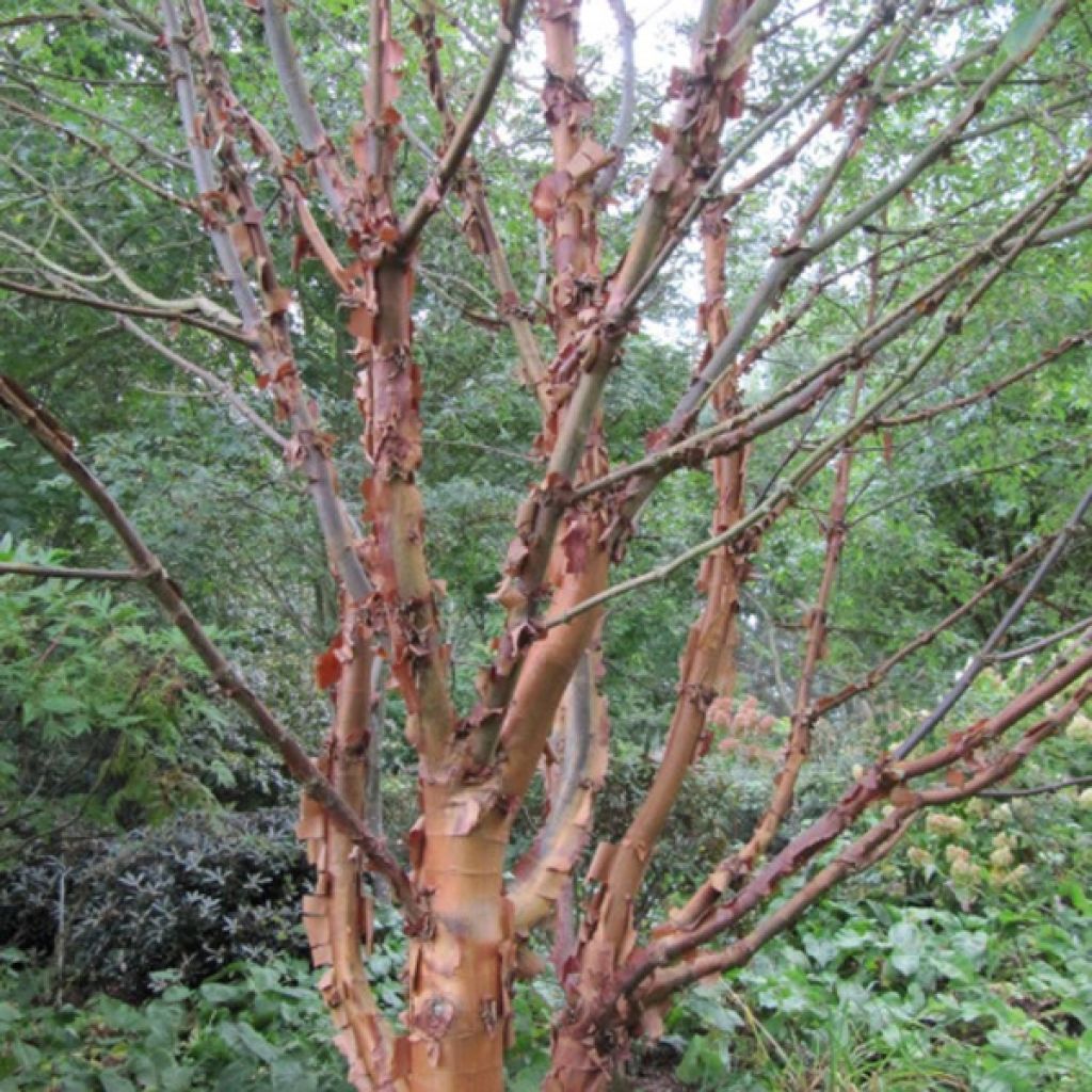 Érable cannelle - Acer griseum