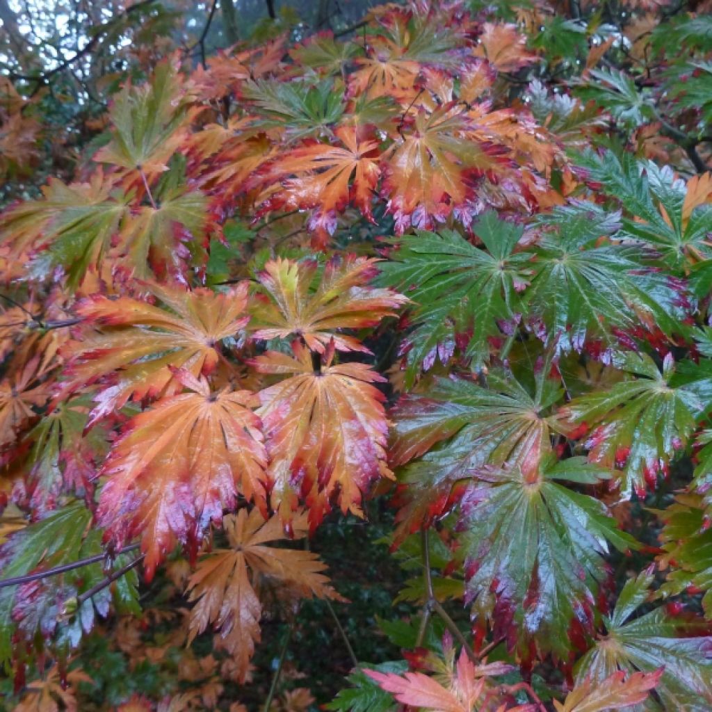 Japanischer Ahorn Aconitifolium - Acer japonicum