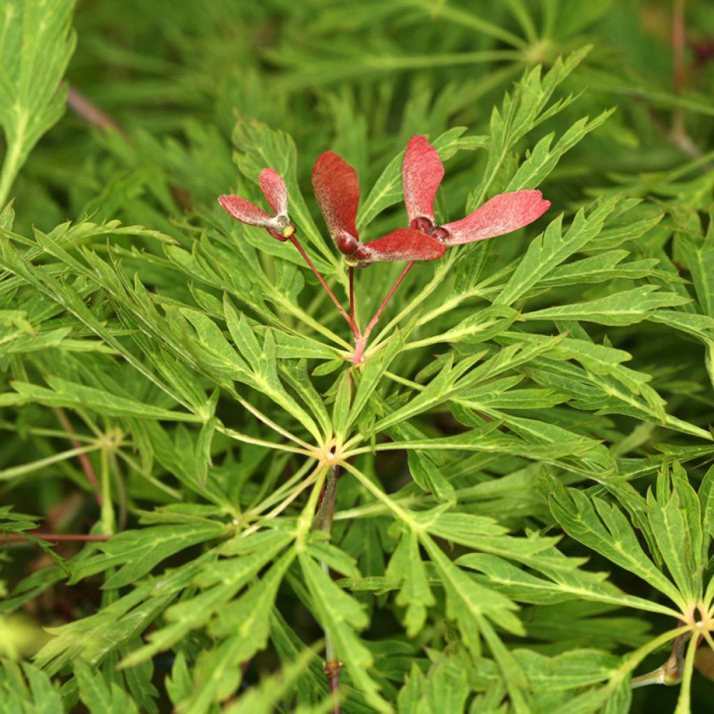 Japanischer Ahorn Green Cascade - Acer japonicum