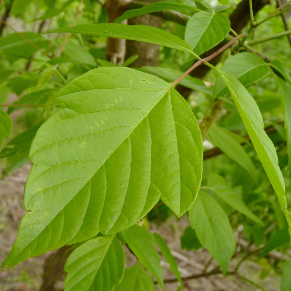 Érable à feuille de frêne - Acer negundo