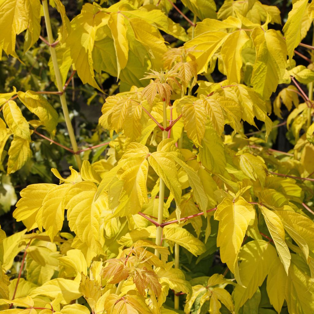 Eschen-Ahorn Auratum - Acer negundo