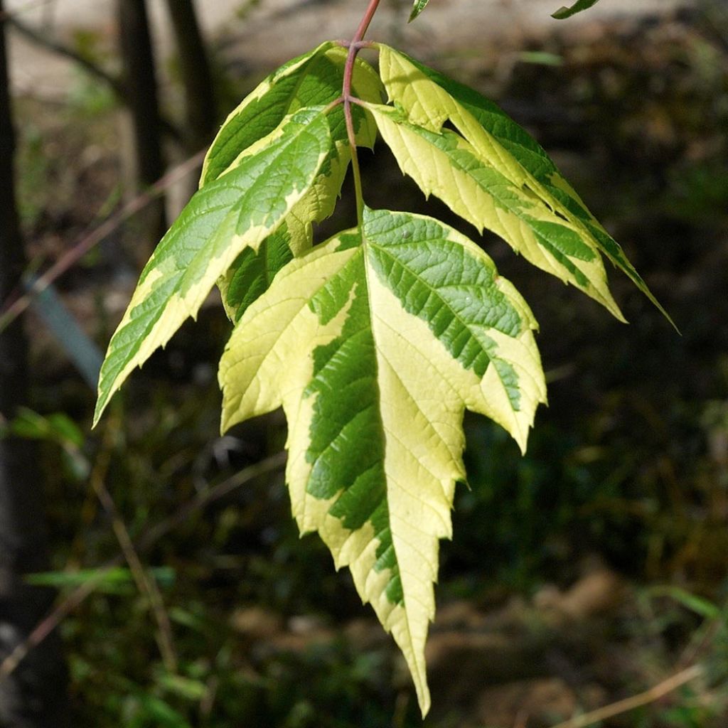 Érable à feuille de frêne panaché - Acer negundo Aureovariegatum