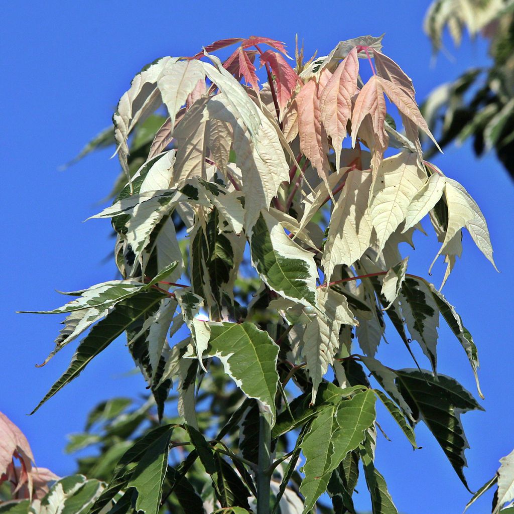 Eschen-Ahorn Flamingo - Acer negundo