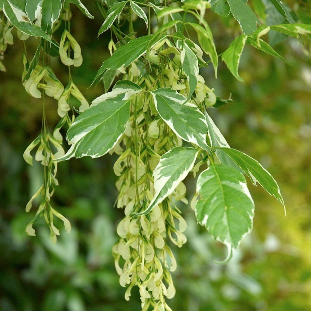 Eschen-Ahorn Variegatum - Acer negundo