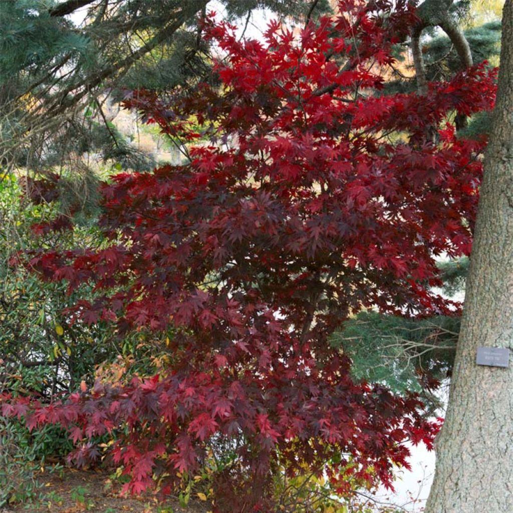 Fächerahorn Bloodgood - Acer palmatum