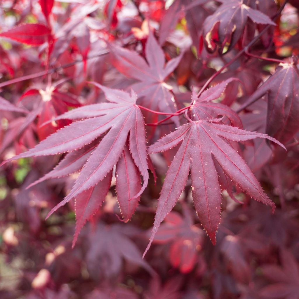 Erable du Japon - Acer palmatum Bloodgood