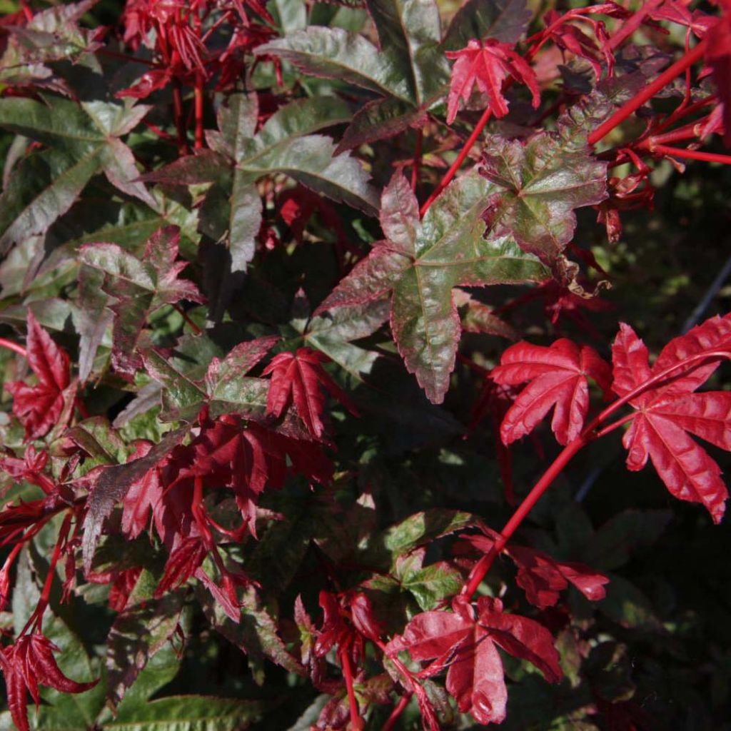 Fächerahorn Deshojo - Acer palmatum