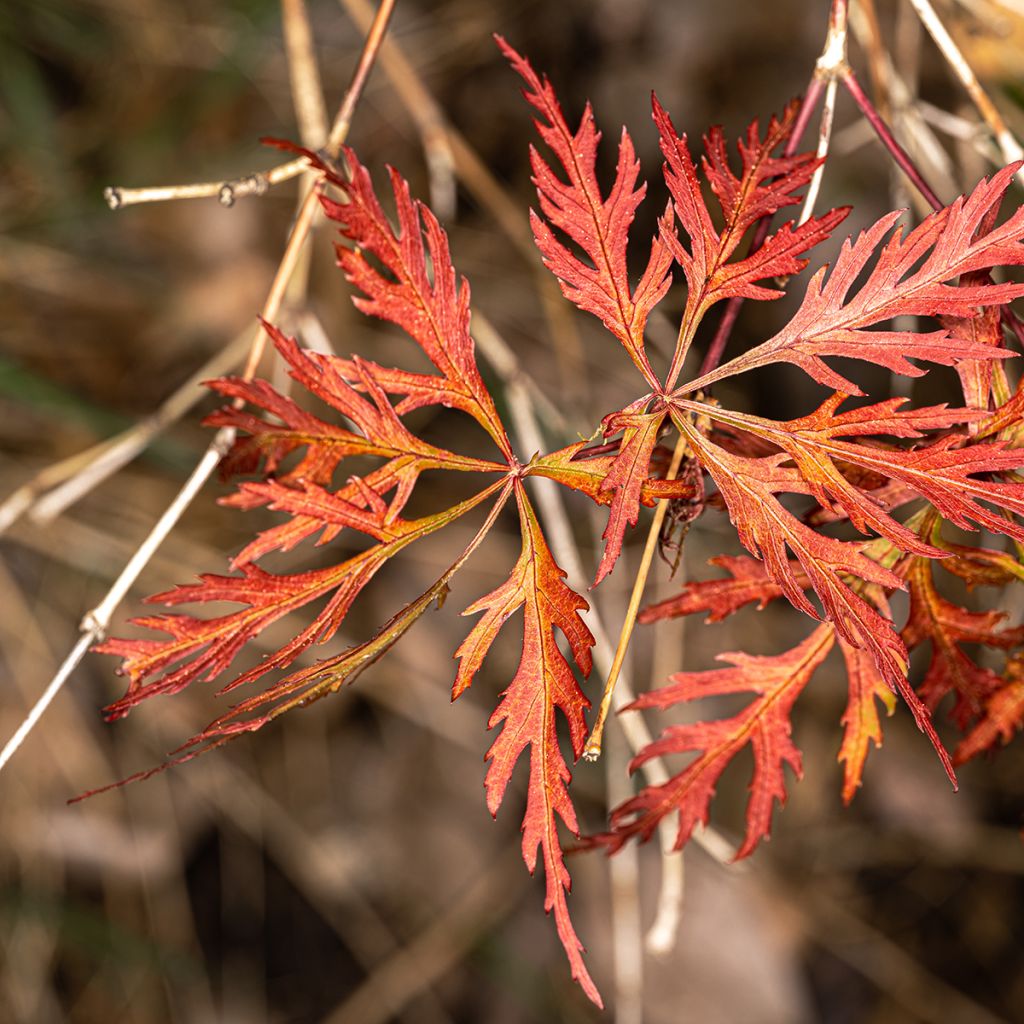 Fächerahorn Dissectum Orangeola - Acer palmatum