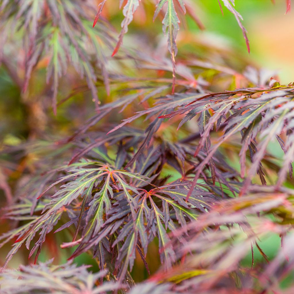 Fächerahorn Dissectum Ornatum - Acer palmatum