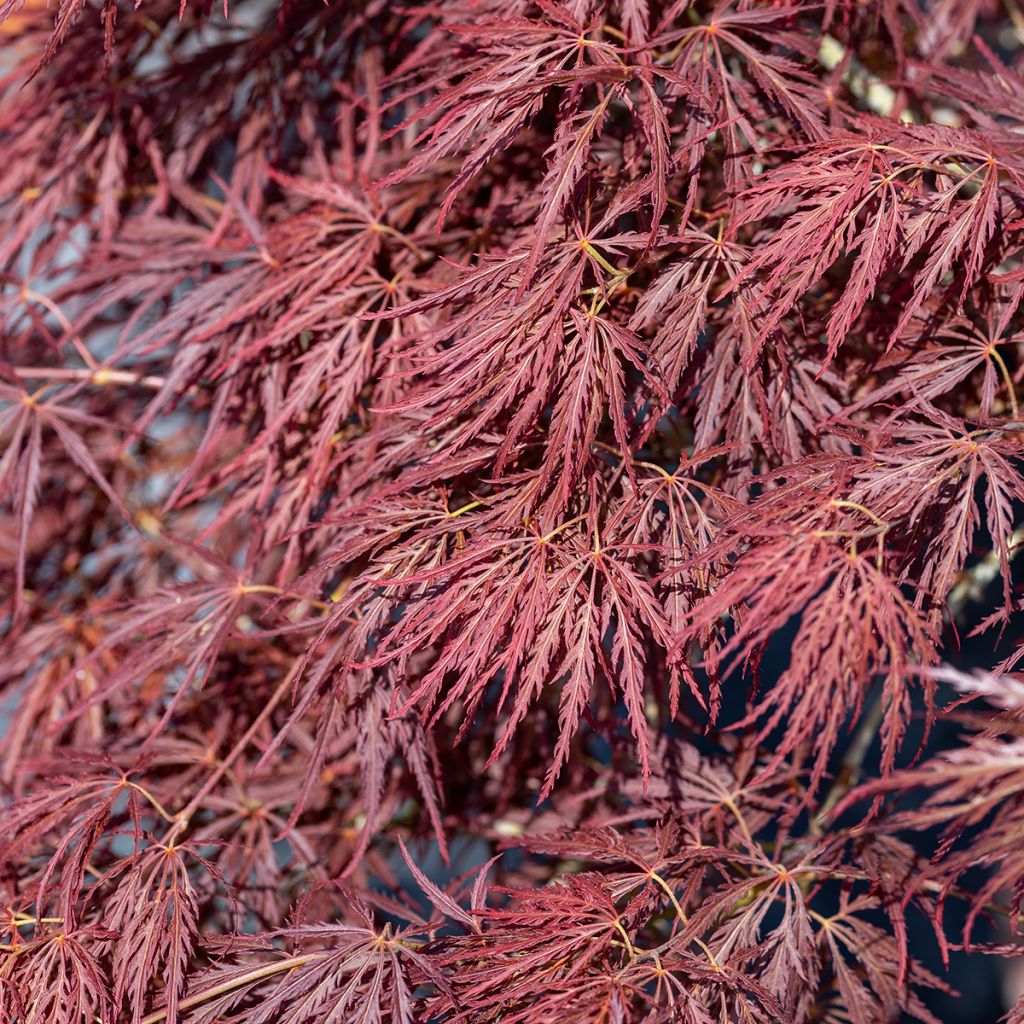 Fächerahorn Dissectum Ornatum - Acer palmatum