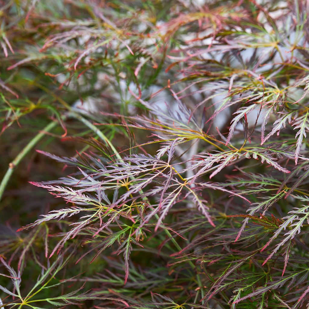 Fächerahorn Dissectum Ornatum - Acer palmatum